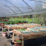 Table d'huître végétale