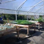 Pot de 2016 04 avec feuillage sain et développement généreux