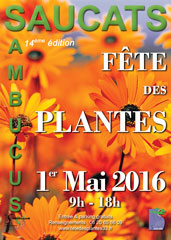 AFFICHE-SAMBUCUS-2016 Pot de Affiche Sambucus avec feuillage sain et développement généreux