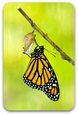 chrysalide Pot de Chrysalide avec feuillage sain et développement généreux