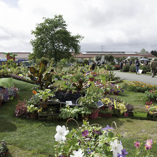 parc-des-expositions-arcachon-la-teste-de-buch-salon Pot de Parc Des avec feuillage sain et développement généreux