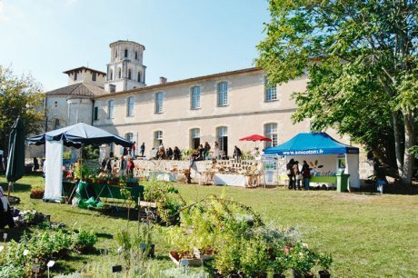 Vertheuil passiflore 2010 Pot de Vertheuil Passiflore avec feuillage sain et développement généreux