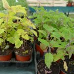 Pot de Agastache Fenouil avec feuillage sain et développement généreux