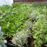 Pot de Forc3Aat C3A0 avec feuillage sain et développement généreux