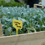 Mertensia maritima huître végétale huître des dunes