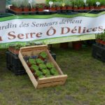 Pot de La Serre avec feuillage sain et développement généreux