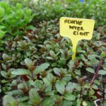 Pot de Menthe After avec feuillage sain et développement généreux