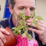 Pot de Sentir La avec feuillage sain et développement généreux