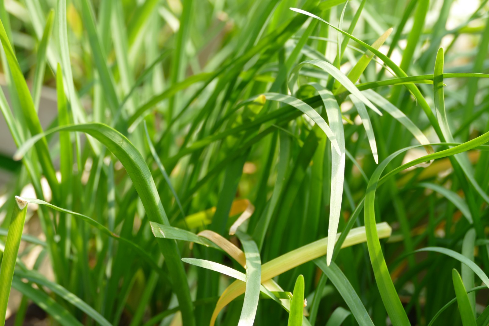 Tulbaghia (3) Pot de Tulbaghia 32 avec feuillage sain et développement généreux