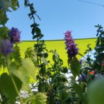 Pot de Agastache Et avec feuillage sain et développement généreux