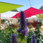 Pot de Agastache Fenouil avec feuillage sain et développement généreux