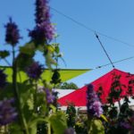 Pot de Agastache Fenouil avec feuillage sain et développement généreux