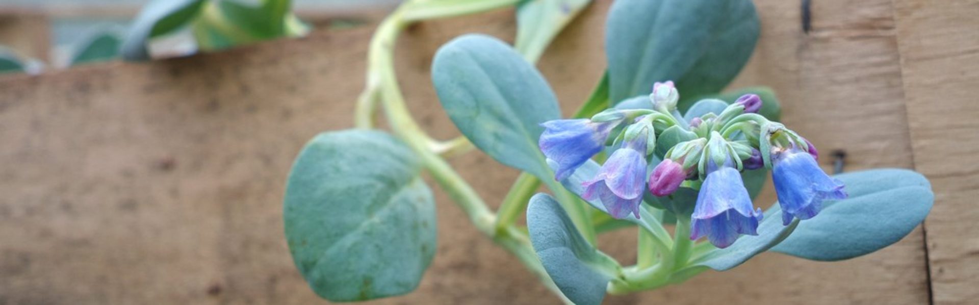 Nous rencontrer la serre à délices huître végétale et plantes ...