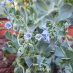 Fleurs-Huitre vegetale-mertensia-maritima-a la serre o delice de biganos