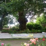 Pot de Jardins De avec feuillage sain et développement généreux