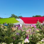 Pot de Pelargonium Odorant avec feuillage sain et développement généreux