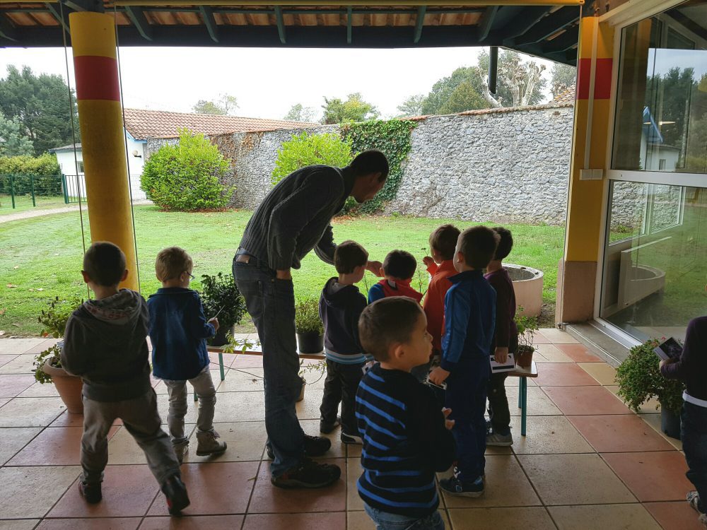 Serre_o_delices_a_l_ecole_de_mios Pot de avec feuillage sain et développement généreux