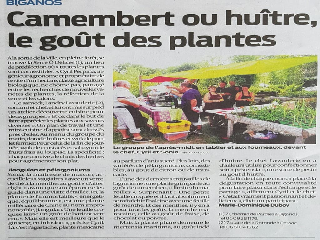 Cuisine Le journal sud ouest parle de cuisine, d'huîtres végétales, de plantes fromage et de plantes aromatiques