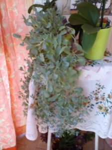 Photo de mertensia envoyée par une cliente : merci ;)) Photo de mertensia envoyée par une cliente : merci ;))
