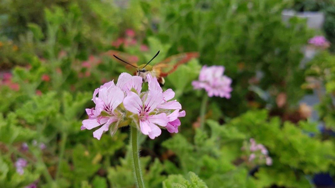 Géranium rosat - pelargonium asperum (9) Pot de avec feuillage sain et développement généreux