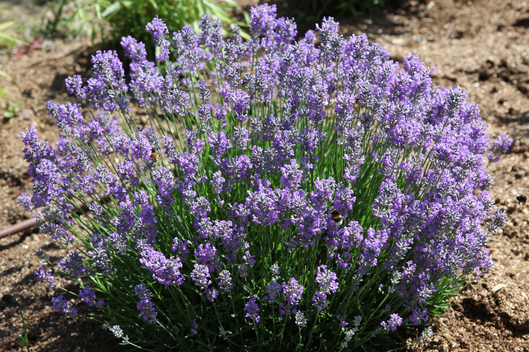 Lavande Vraie Lavandula Angustifolia Bio La Serre D lices Lavande Vraie Lavandula Angustifolia Bio La Serre D lices