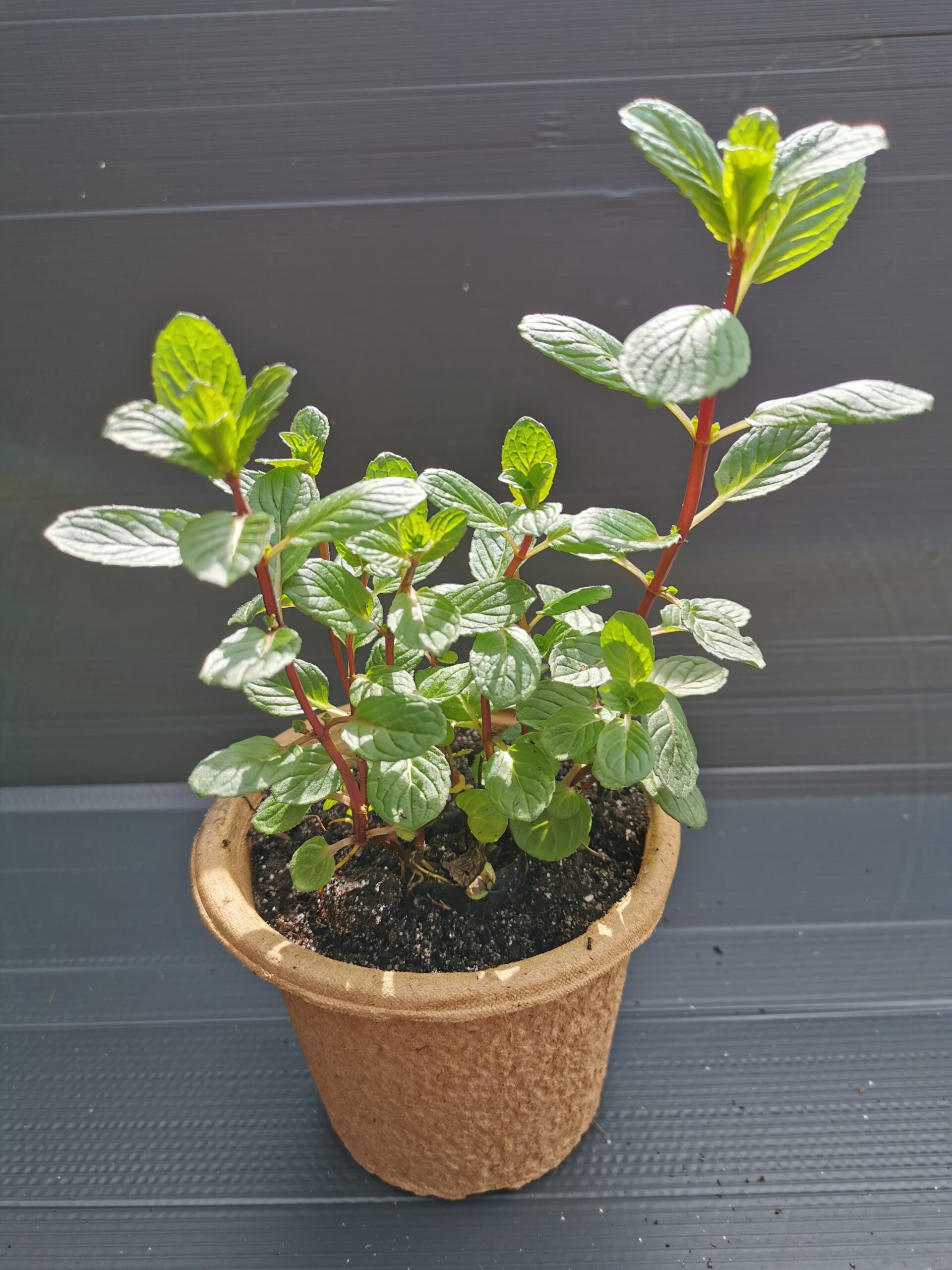 Menthe marocaine - Mentha spicata 'Nanah' (3) Pot en fibre de bois fertilpot de menthe marocaine Bio