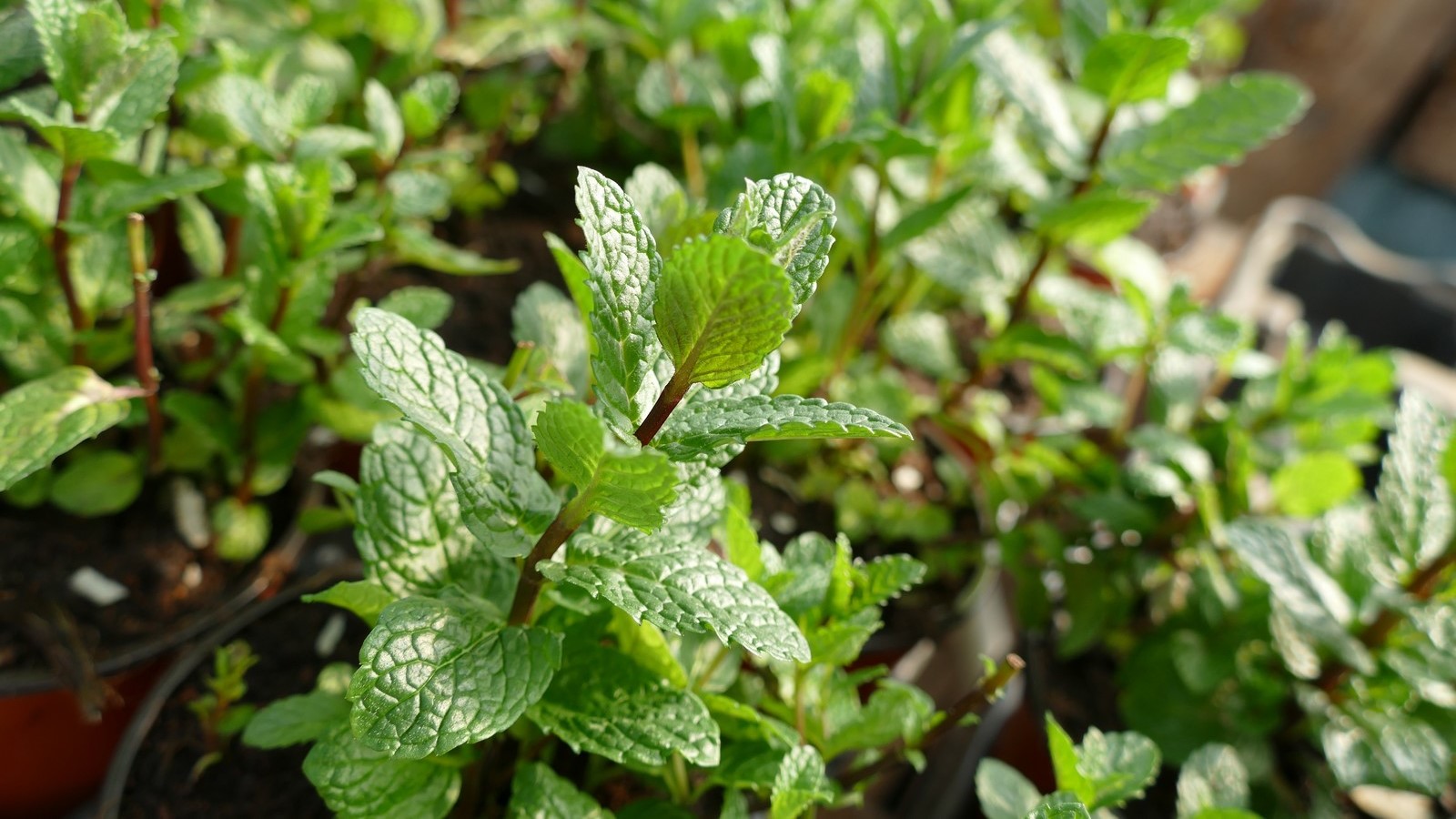 Menthe marocaine - Mentha spicata 'Nanah' (4)