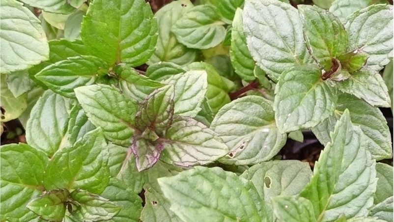 Menthe réglisse - Mentha piperita citrata 'réglisse' (6) Détail du feuillage Menthe réglisse - Mentha piperita citrata 'réglisse'