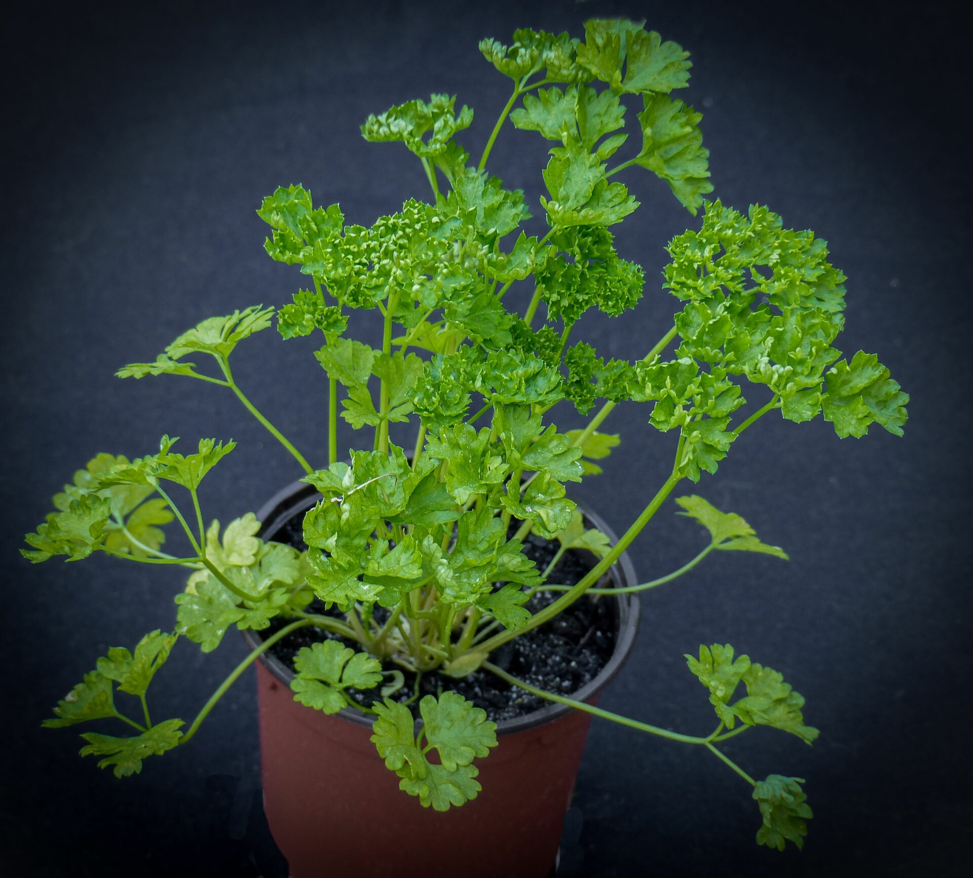 Persil frisé - petroselinum crispum (3) Pot de persil frisé Bio à la Serre ô Délices de Biganos