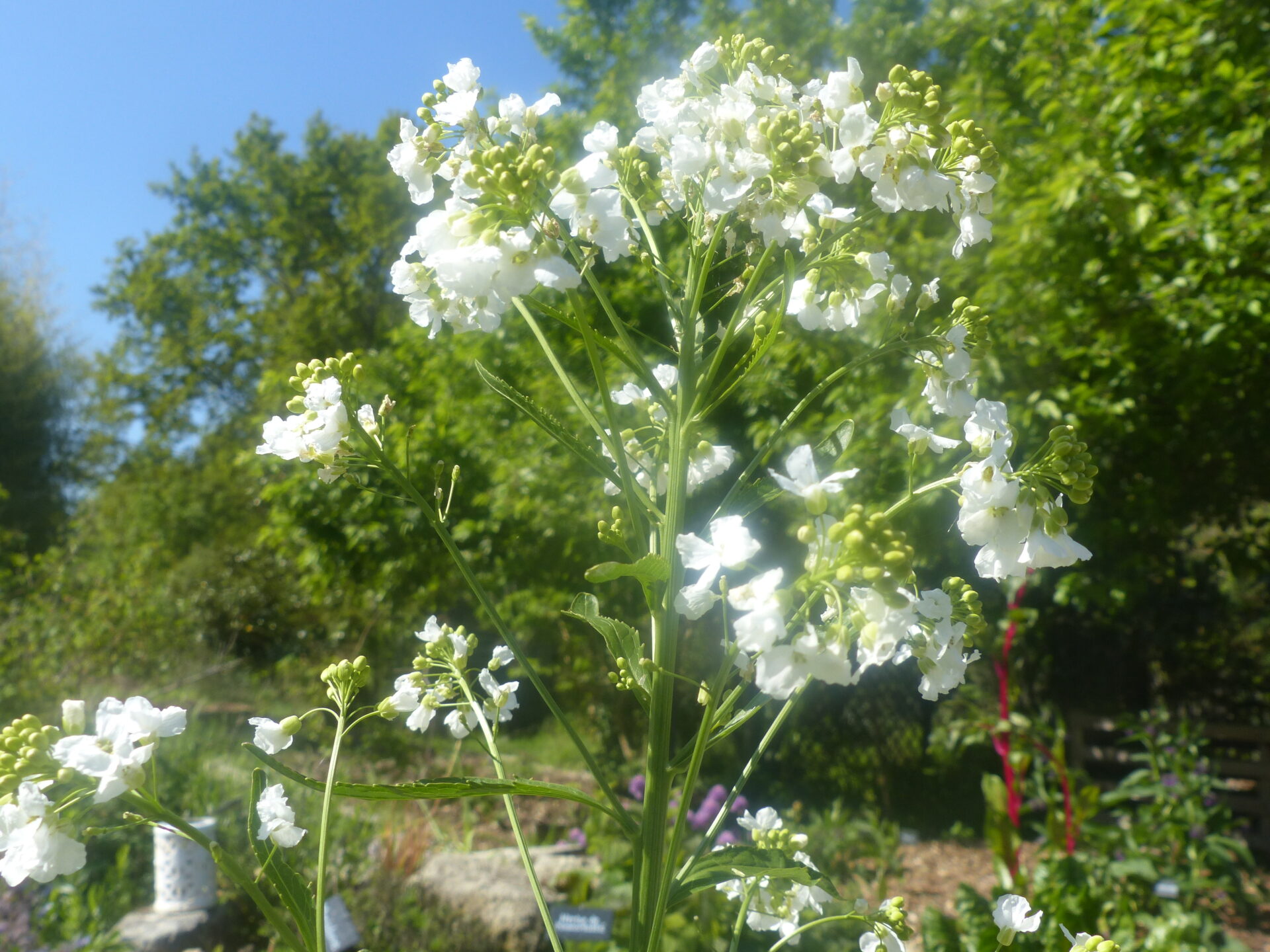 Raifort-Armoracia_rusticana (1) Zoom sur la floraison du Raifort - Armoracia_rusticana en pleine terre à la serre ô délices de Biganos