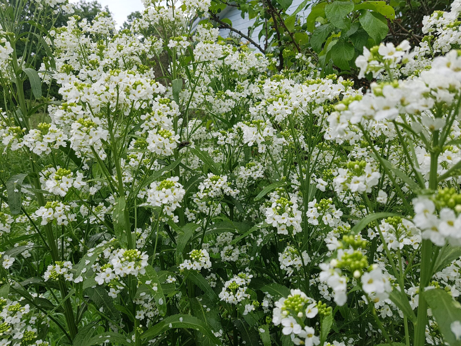 Raifort-Armoracia_rusticana (2) Raifort - Armoracia_rusticana en pleine terre en pleine floraison blanche à la serre ô délices de Biganos