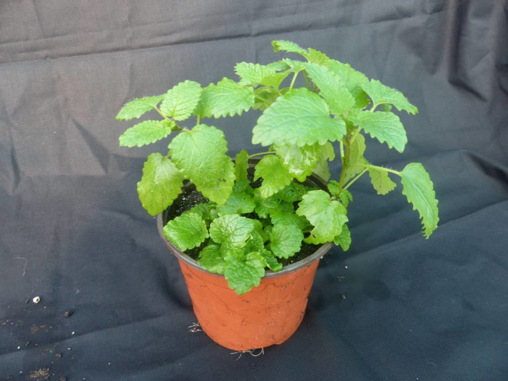 Mélisse citronnelle - Melissa officinalis - Bio - La Serre Ô Délices :)