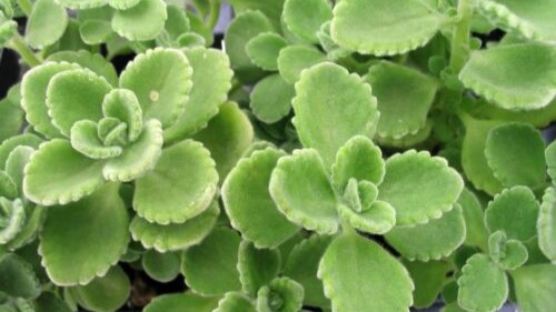 Origan Cubain - Plectranthus ssp Pot de avec feuillage sain et développement généreux