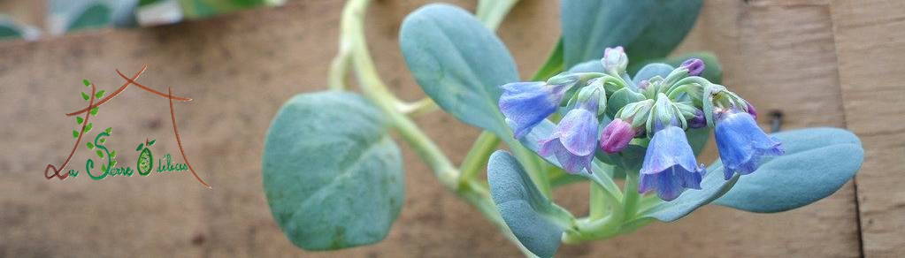 La Serre Ô Délices :)