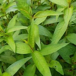 photo-petite-unpeudhistoire-250x250px-2 Feuillage de coriandre vietnamienne à la Serre Ô Délices, pépinière Bio de plantes aromatiques et médicinales à Biganos près de Bordeaux. Livraison France entière.