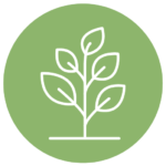 serreodelice-icone-_espacesvégétales-rondvert Pot de Serreodelice Icone avec feuillage sain et développement généreux