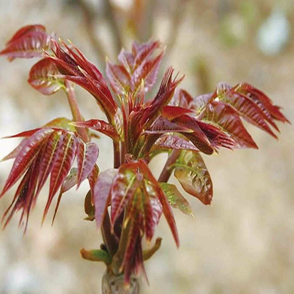 Cédrèle de chine – Toona sinensis (2) Pot de avec feuillage sain et développement généreux