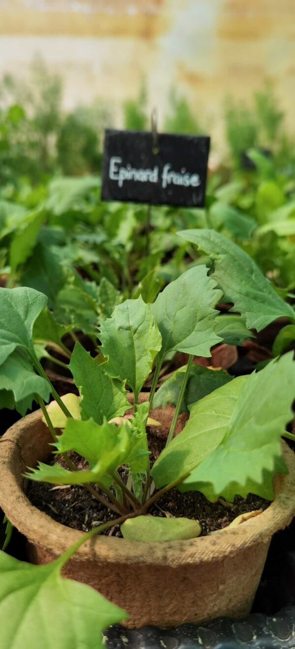 AUSTROSAAT Spinacio Fragola, 1 Confezione - Italia - Foto 8