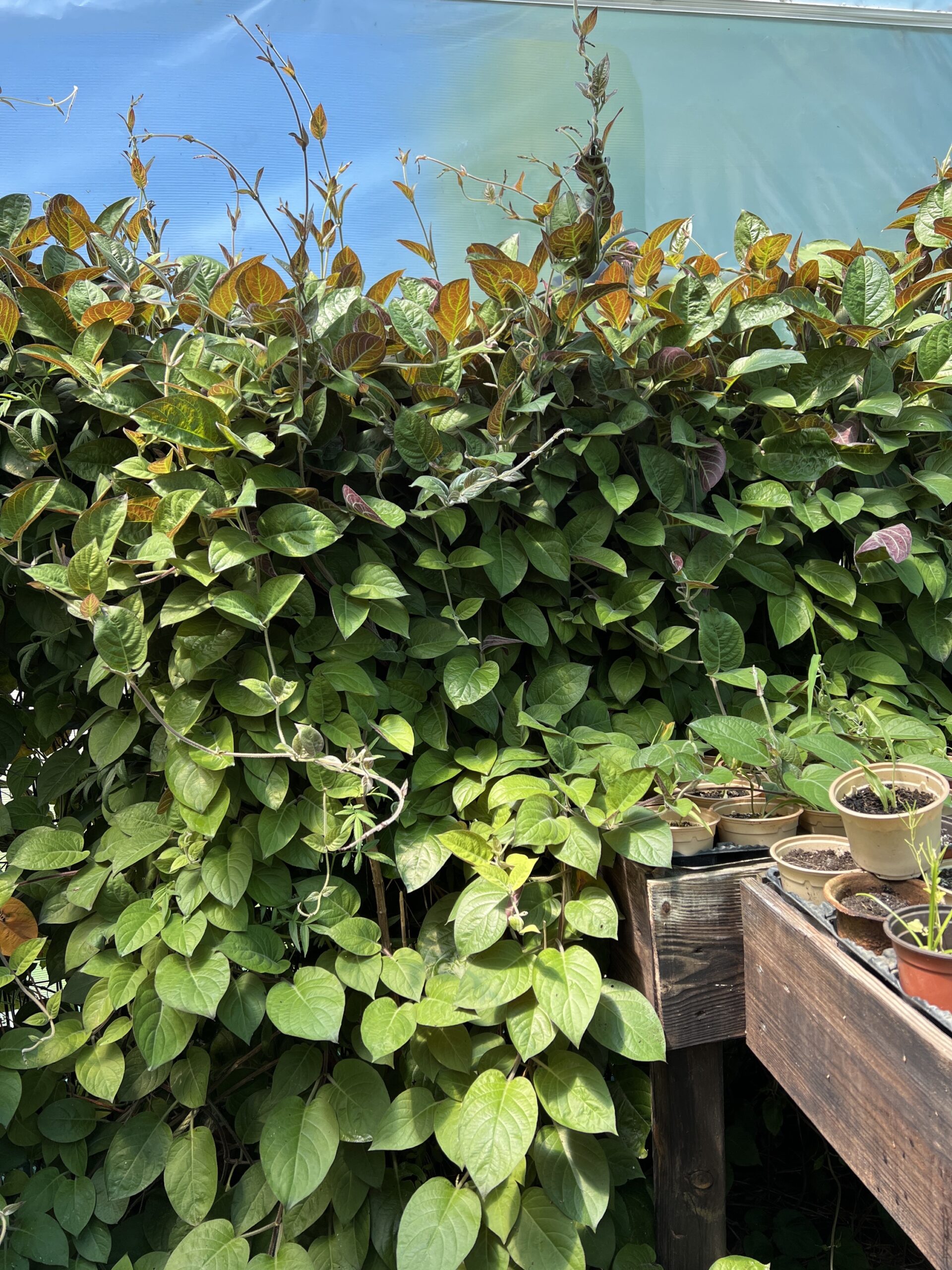 4168908c-1ebe-4627-bcde-4ba223c43119-28833-0000067425c7483a_file Pot de 4168908C 1Ebe avec feuillage sain et développement généreux