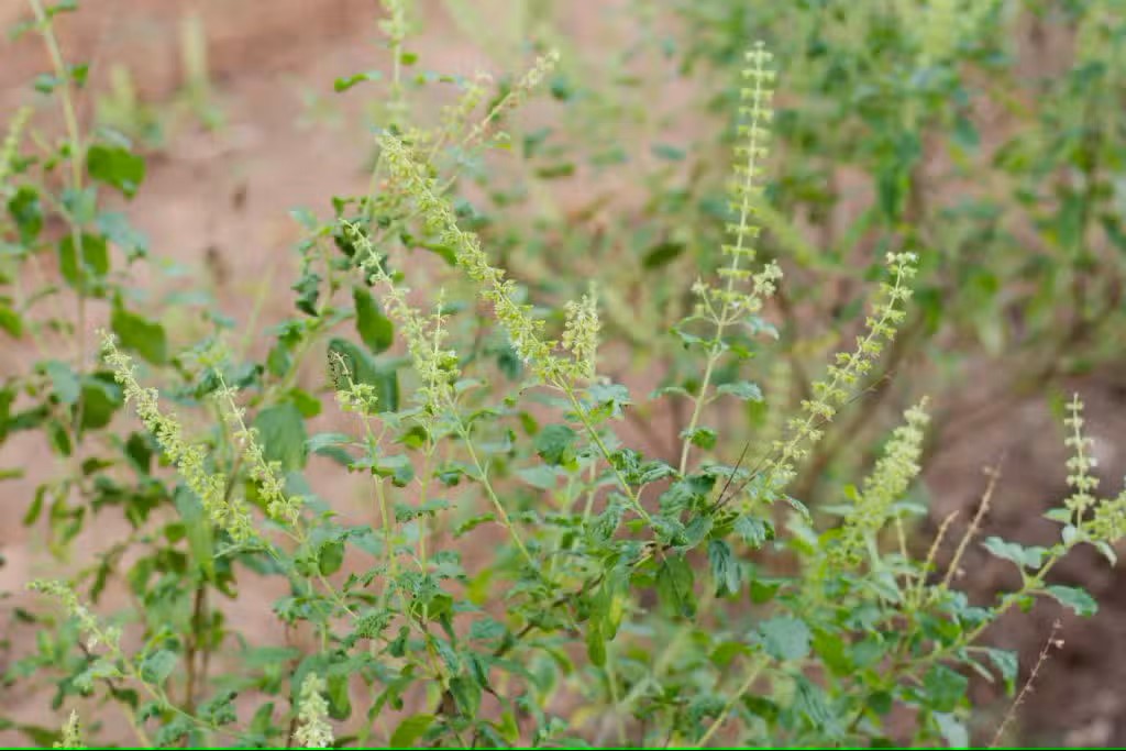 Tulsi – Basilic sacré-ocimum-tenuiflorum Pot de avec feuillage sain et développement généreux