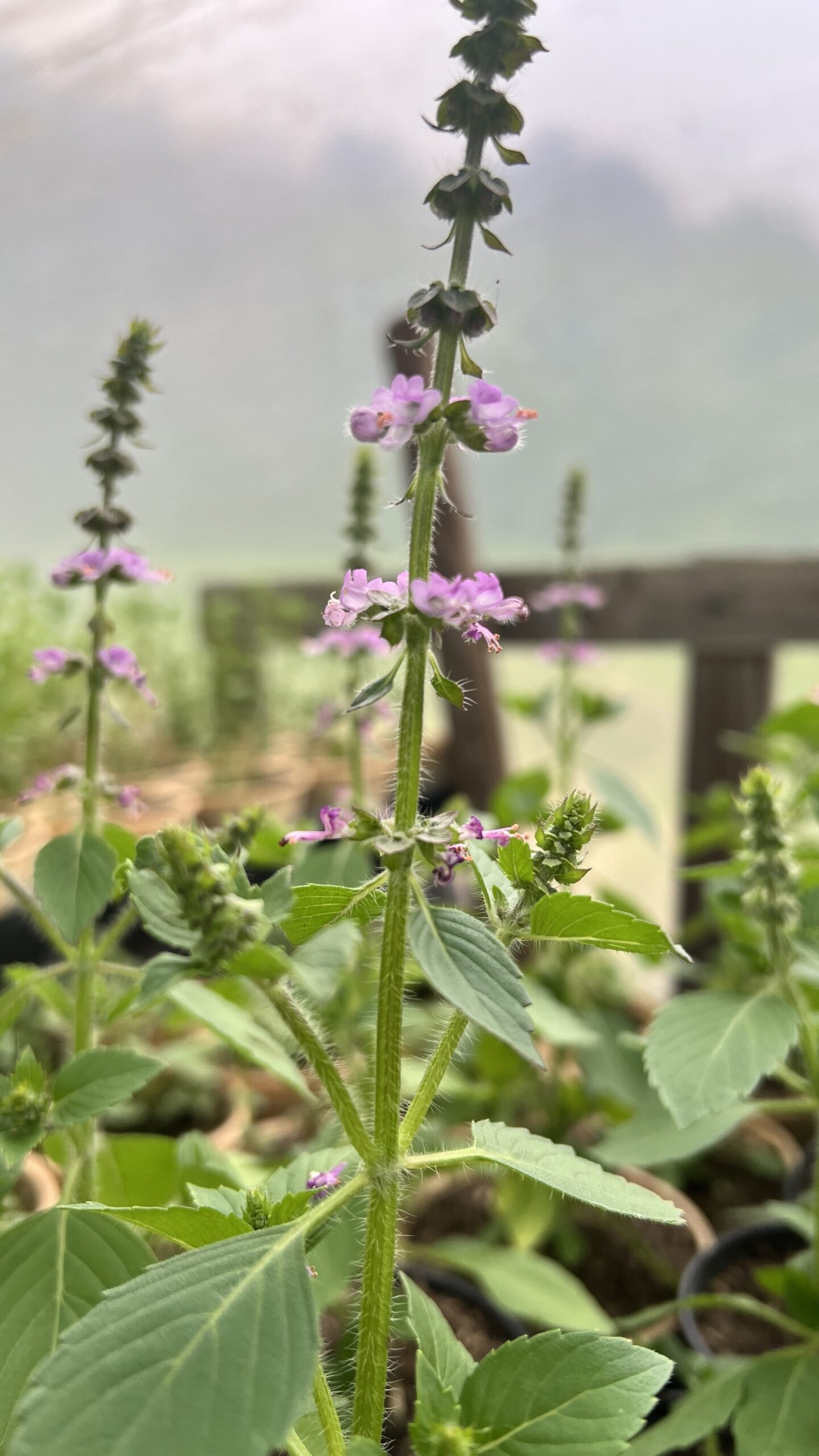 img_8112 Pot de Img_8112 Scaled avec feuillage sain et développement généreux