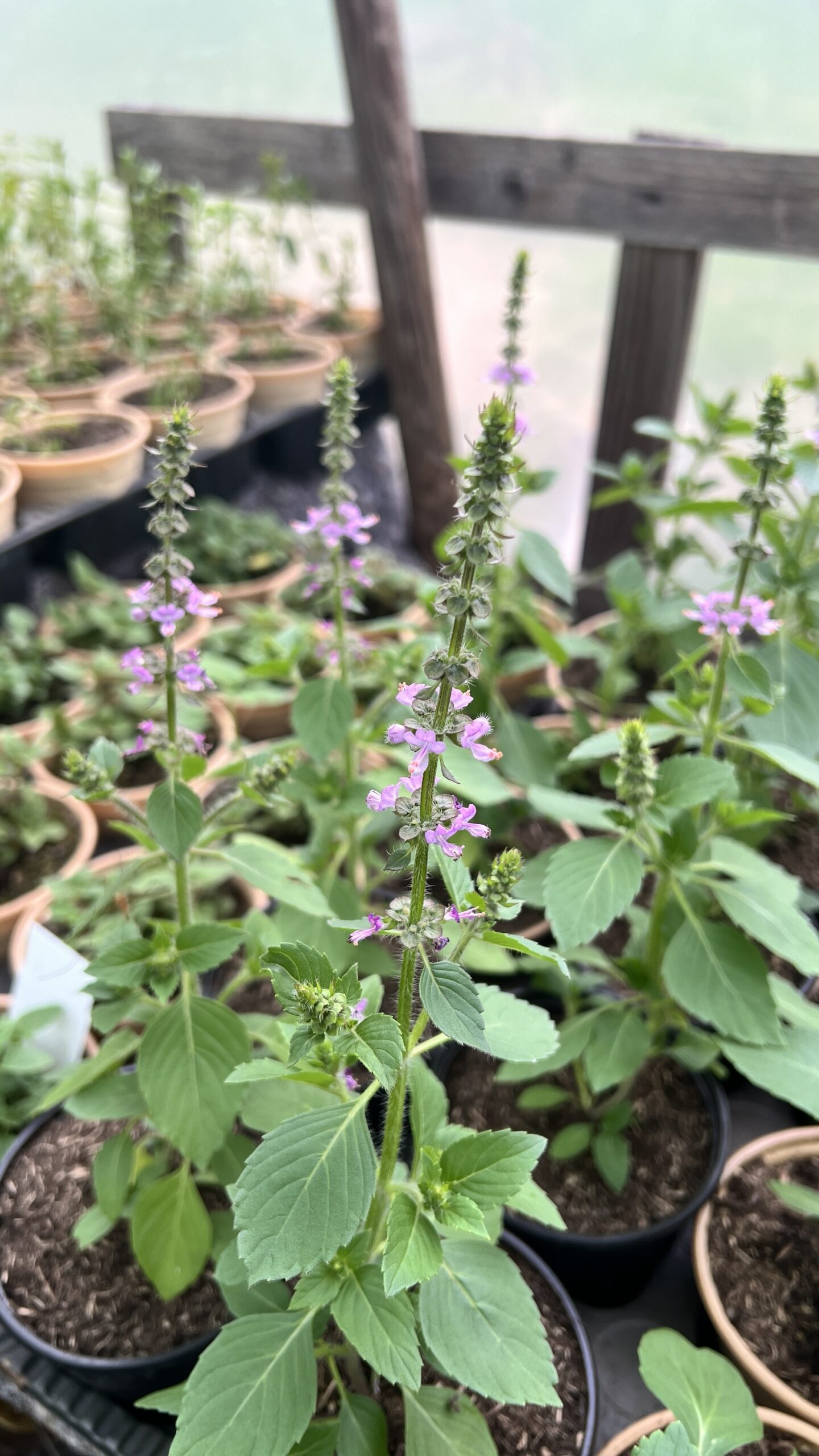 img_8114 Pot de Img_8114 Scaled avec feuillage sain et développement généreux