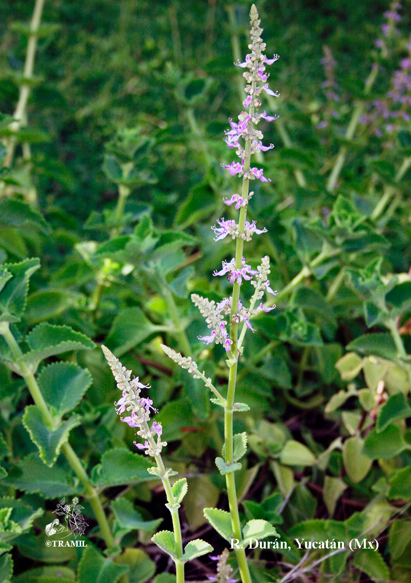 plectranthus-amboinicus-rad-log Pot de Plectranthus Amboinicus avec feuillage sain et développement généreux