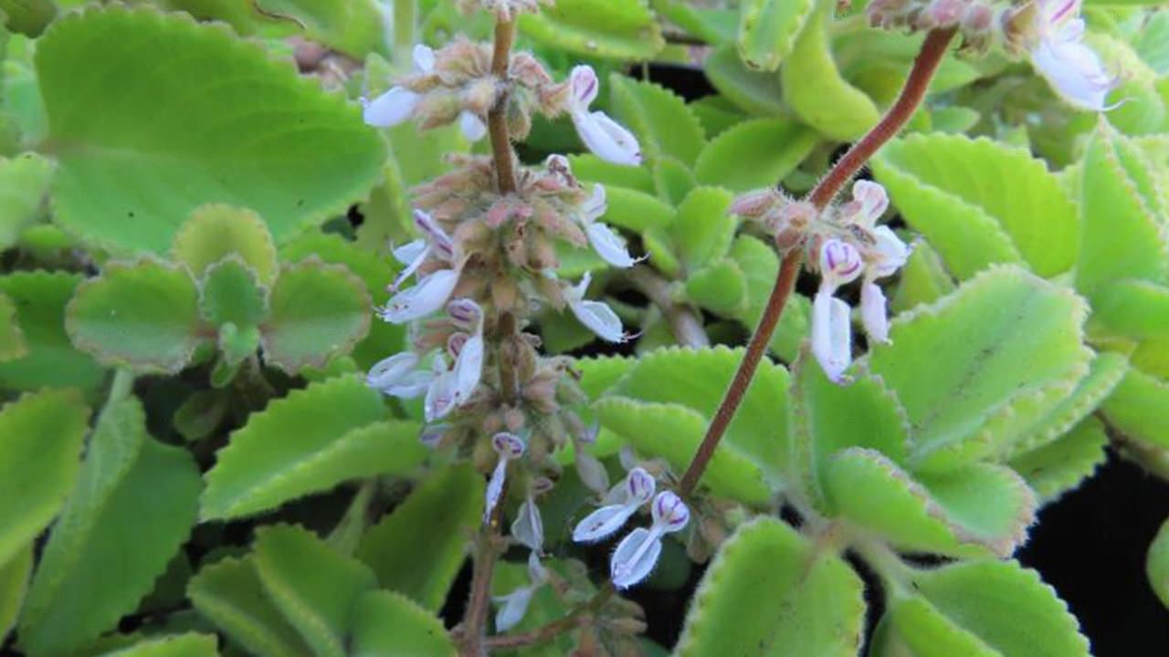 plectranthus amboinicus Pot de Plectranthus Amboinicus avec feuillage sain et développement généreux