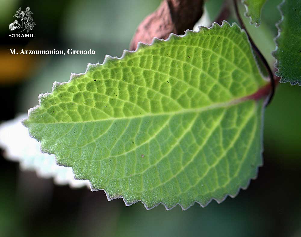plectranthus-amboinicusma3 Pot de Plectranthus Amboinicusma3 avec feuillage sain et développement généreux