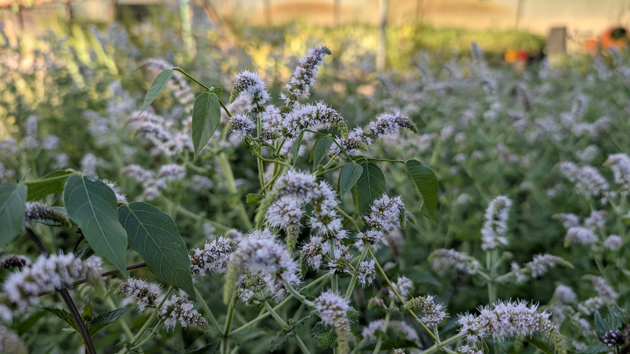 menthe-fraise-mentha-spicata Menthe fraise - Mentha spicata fraise