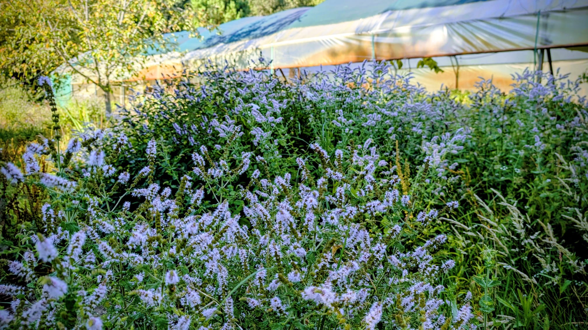 ab571407-cdc3-4d6e-a294-d8f1afabfdd0 Pot de Ab571407 Cdc3 avec feuillage sain et développement généreux