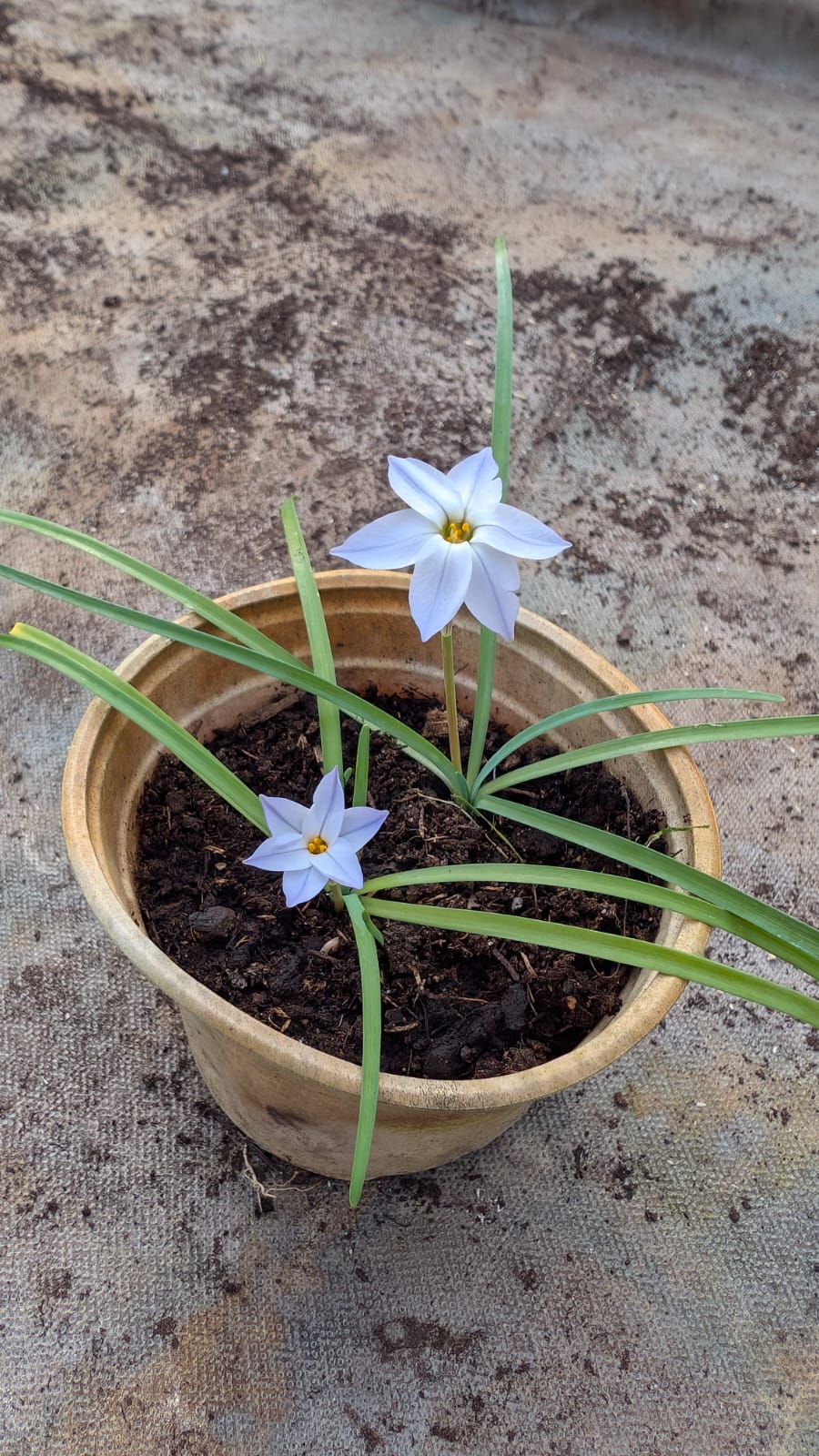ail-des-incas-ipheion-uniflorum Ail des Incas fleur rose — Ipheion uniflorum
