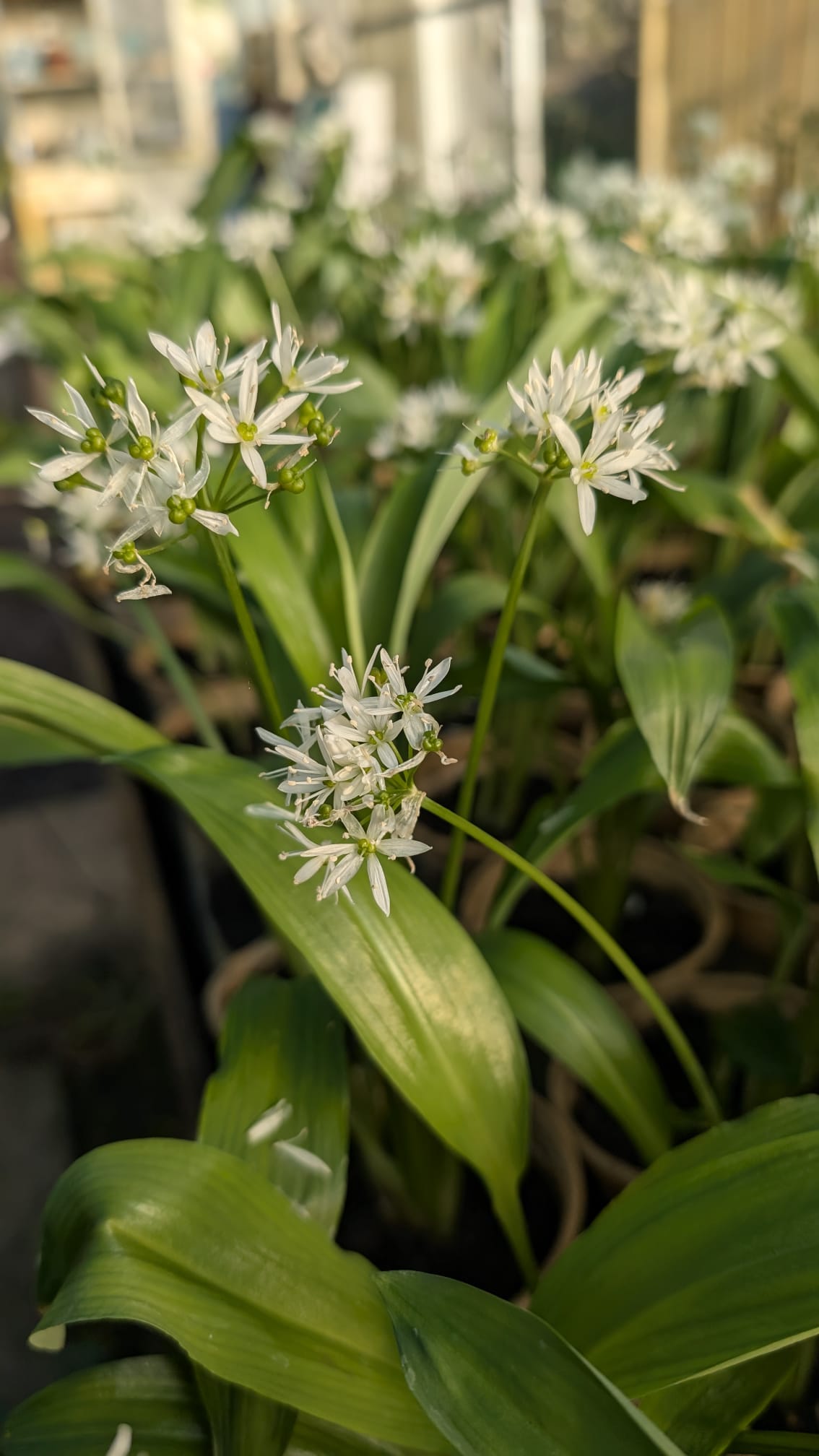 Ail des ours - Fleur Fleurs blanc pur de l'ail des ours en inflorescences groupées avec feuillage vert