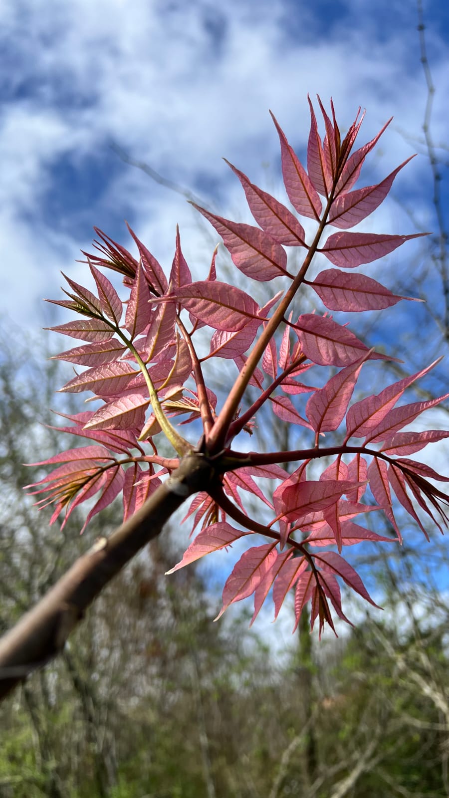 Cédrèle de Chine - Feuillage printanier Jeunes feuilles rougeoyantes du Cédrèle de Chine (Toona sinensis)